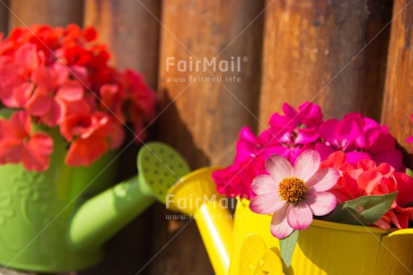 Fair Trade Photo Closeup, Colour image, Flower, Mothers day, Peru, South America, Summer, Watering can