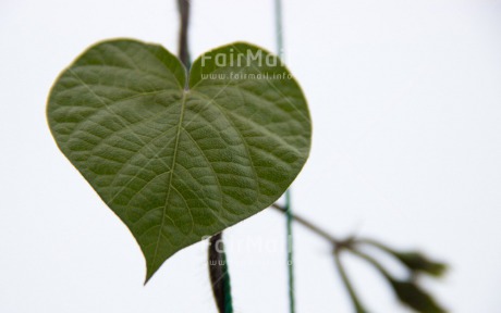 Fair Trade Photo Colour image, Green, Heart, Leaf, Love, Nature, Peru, South America, Valentines day