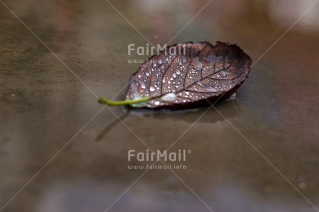 Fair Trade Photo Autumn, Closeup, Colour image, Condolence-Sympathy, Day, Emotions, Horizontal, Leaf, Outdoor, Peru, Sadness, Seasons, Shooting style, South America, Water, Waterdrop