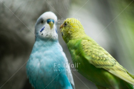 Fair Trade Photo Animals, Bird, Colour image, Horizontal, Love, Parrot, Peru, South America, Together