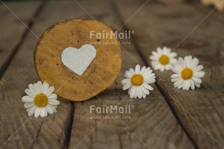 Fair Trade Photo Colour image, Daisy, Flower, Heart, Horizontal, Love, Marriage, Wedding