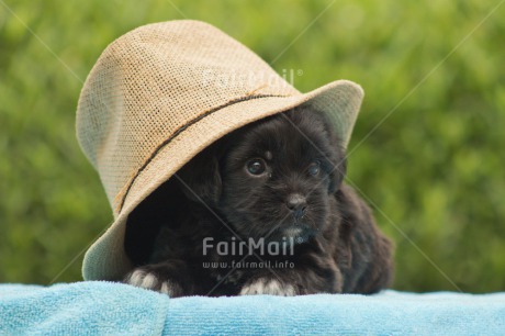 Fair Trade Photo Activity, Animals, Clothing, Colour image, Cute, Dog, Friendship, Hat, Holiday, Horizontal, Peru, Puppy, Relaxing, South America, Summer, Travel, Valentines day