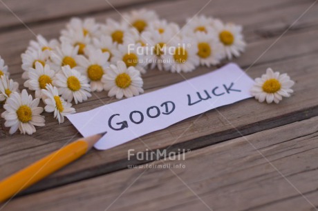 Fair Trade Photo Business, Colour image, Daisy, Desk, Exams, Flower, Flowers, Good luck, Horizontal, Office, Pencil, Peru, School, South America, Table, Text, White, Wood, Yellow