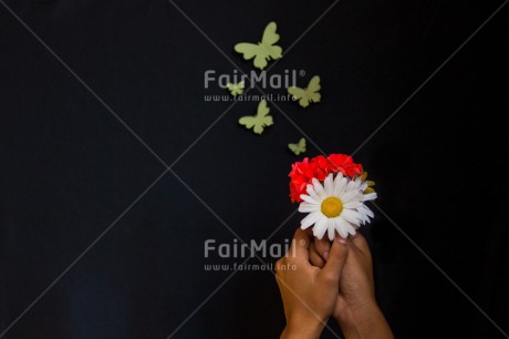 Fair Trade Photo Black, Butterfly, Colour image, Condolence-Sympathy, Flowers, Gift, Hands, Holding, Horizontal, Indoor, People, Peru, Red, South America, Studio, White