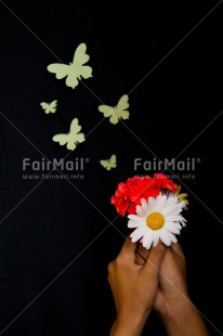 Fair Trade Photo Black, Butterfly, Colour image, Condolence-Sympathy, Flowers, Gift, Hands, Holding, Indoor, People, Peru, Red, South America, Studio, Vertical, White