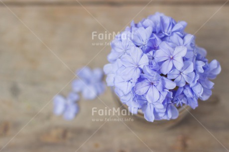 Fair Trade Photo Birthday, Colour image, Condolence-Sympathy, Fathers day, Flowers, Horizontal, Indoor, Mothers day, Peru, Purple, Sorry, South America, Table, Thank you, Wood