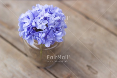 Fair Trade Photo Birthday, Colour image, Condolence-Sympathy, Fathers day, Flowers, Horizontal, Indoor, Mothers day, Peru, Purple, Sorry, South America, Table, Thank you, Wood