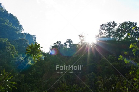 Fair Trade Photo Colour image, Day, Forest, Green, Nature, Outdoor, Peace, Peru, South America