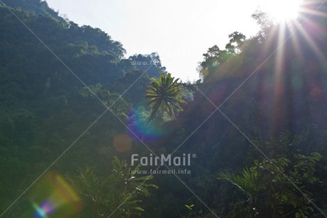 Fair Trade Photo Colour image, Day, Forest, Green, Nature, Outdoor, Peace, Peru, South America