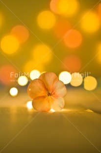 Fair Trade Photo Colour image, Fathers day, Flower, Light, Love, Mothers day, Night, Peru, South America, Valentines day