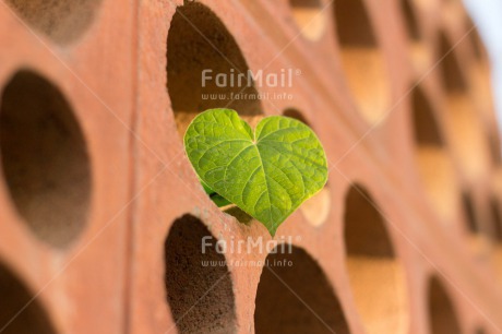 Fair Trade Photo Brick, Colour image, Fathers day, Friendship, Green, Heart, Horizontal, Love, Marriage, Mothers day, Outdoor, Peru, Plant, South America, Valentines day, Wedding