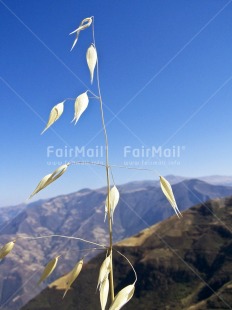 Fair Trade Photo Agriculture, Balance, Colour image, Condolence-Sympathy, Day, Growth, Mountain, Nature, Outdoor, Peru, Plant, Rural, Scenic, Sky, South America, Spirituality, Travel, Vertical