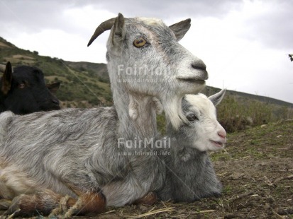 Fair Trade Photo Animals, Baby, Care, Colour image, Cute, Day, Family, Goat, Horizontal, Love, Mother, Mountain, Outdoor, People, Peru, Rural, South America, Together