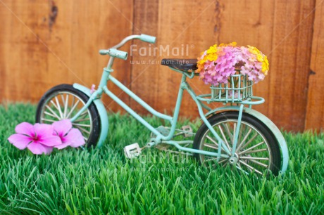 Fair Trade Photo Bicycle, Colour image, Colourful, Flower, Grass, Green, Horizontal, Love, Marriage, Peru, South America, Thinking of you, Transport, Valentines day, Wedding, Wood