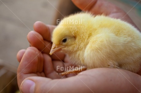 Fair Trade Photo Animals, Birthday, Body, Chick, Chicken, Colour image, Hand, Horizontal, Peru, Place, South America