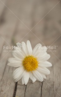 Fair Trade Photo Colour image, Daisy, Flower, Peru, South America, Vertical, White, Wood, Yellow