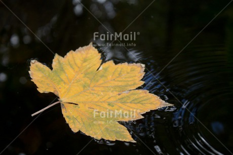 Fair Trade Photo Autumn, Colour image, Condolence-Sympathy, Horizontal, Leaf, Peru, Seasons, South America, Water