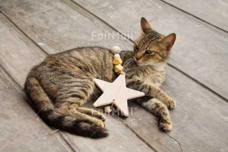 Fair Trade Photo Animals, Cat, Christmas, Colour image, Horizontal, Peru, South America, Star