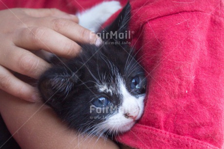Fair Trade Photo Animals, Care, Cat, Colour image, Cute, Horizontal, Kitten, Peru, South America