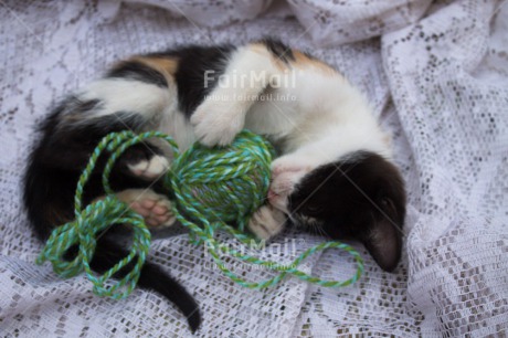 Fair Trade Photo Animals, Cat, Colour image, Cute, Friendship, Horizontal, Love, Peru, South America, Together, Wool