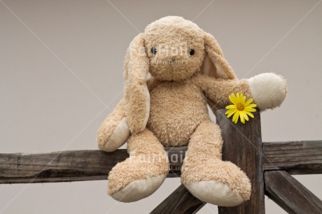 Fair Trade Photo Animals, Colour image, Cute, Flower, Friendship, Horizontal, Mothers day, Peru, Rabbit, South America, Thank you, Valentines day