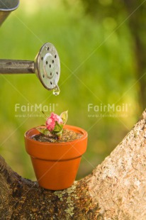 Fair Trade Photo Colour image, Day, Drop, Fathers day, Flower, Friendship, Green, Love, Marriage, Mothers day, Nature, Outdoor, Peru, Pink, Plant, Pot, Seasons, Sorry, South America, Spring, Thank you, Valentines day, Vertical, Water, Watering can, Wedding