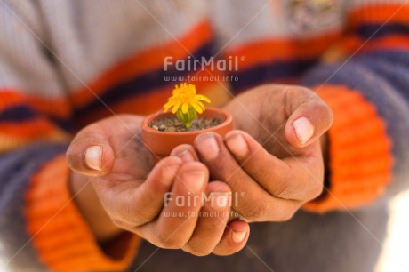 Fair Trade Photo Child, Colour image, Day, Fathers day, Flower, Friendship, Hands, Holding, Horizontal, Love, Mothers day, Nature, Outdoor, Peru, Plant, Pot, Rural, Seasons, Sorry, South America, Spring, Thank you, Yellow