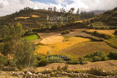 Fair Trade Photo Agriculture, Colour image, Corn, Day, Horizontal, Mountain, Nature, Outdoor, Peru, Rural, South America