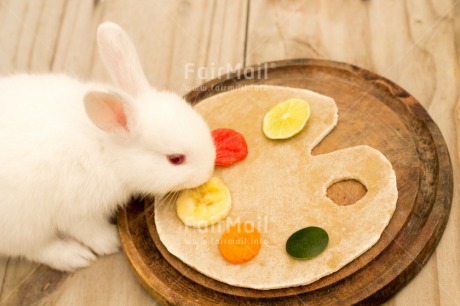 Fair Trade Photo Activity, Animals, Colour image, Easter, Eating, Food and alimentation, Fruits, Horizontal, Peru, Rabbit, South America, White