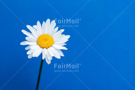 Fair Trade Photo Blue, Colour image, Contrast, Daisy, Fathers day, Flower, Friendship, Horizontal, Love, Mothers day, Peru, Sorry, South America, Thank you, Valentines day, White