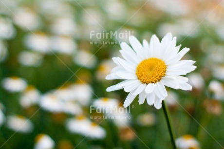 Fair Trade Photo Colour image, Daisy, Fathers day, Flower, Friendship, Grass, Green, Horizontal, Love, Mothers day, Nature, Outdoor, Peru, Seasons, Sorry, South America, Spring, Summer, Thank you, Valentines day, White