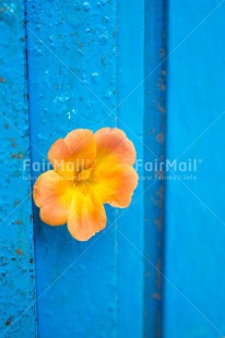 Fair Trade Photo Blue, Colour image, Contrast, Door, Fathers day, Flower, Friendship, Love, Mothers day, Peru, Sorry, South America, Thank you, Valentines day, Vertical, Yellow