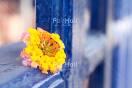 Fair Trade Photo Blue, Colour image, Contrast, Fathers day, Flower, Horizontal, Mothers day, Peru, Sorry, South America, Thank you, Valentines day, Window, Wood, Yellow