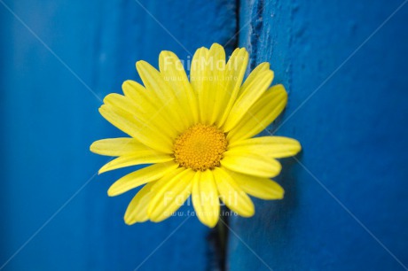 Fair Trade Photo Blue, Colour image, Contrast, Fathers day, Flower, Horizontal, Mothers day, Peru, Sorry, South America, Thank you, Valentines day, Wood, Yellow