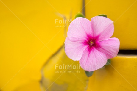 Fair Trade Photo Colour image, Contrast, Fathers day, Flower, Horizontal, Mothers day, Peru, Pink, Sorry, South America, Thank you, Valentines day, Yellow