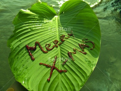 Fair Trade Photo Christmas, Colour image, Green, Horizontal, Leaf, Letter, Nature, Peru, Plant, Red, South America, Stone
