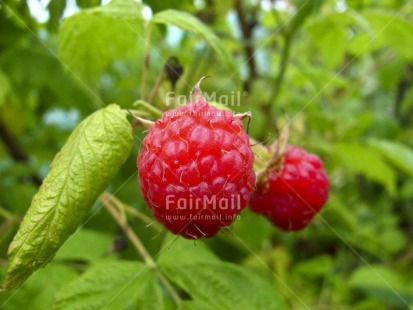 Fair Trade Photo Closeup, Colour image, Day, Food and alimentation, Fruits, Garden, Get well soon, Green, Harvest, Health, Horizontal, Nature, Outdoor, Peru, Raspberry, Red, South America