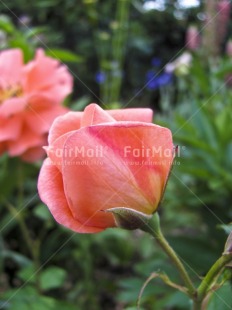Fair Trade Photo Closeup, Colour image, Condolence-Sympathy, Day, Flower, Nature, Outdoor, Peru, Pink, Rose, South America, Vertical