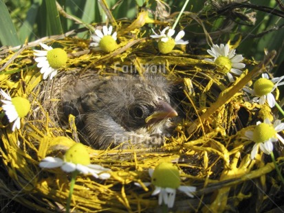 Fair Trade Photo Animals, Bird, Birth, Colour image, Day, Easter, Family, Flower, Horizontal, Nature, Nest, Outdoor, Peru, South America, Yellow