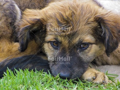 Fair Trade Photo Activity, Animals, Closeup, Colour image, Day, Dog, Emotions, Grass, Horizontal, Looking away, Outdoor, Peru, Sadness, Sorry, South America, Thinking of you