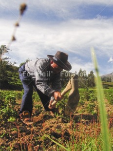 Fair Trade Photo Activity, Agriculture, Colour image, Day, Farmer, Looking away, One man, Outdoor, People, Peru, Ploughing, Portrait fullbody, Rural, South America, Vertical