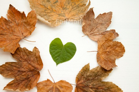 Fair Trade Photo Autumn, Colour image, Fathers day, Green, Heart, Indoor, Leaf, Love, Marriage, Mothers day, Nature, Peru, Seasons, South America, Studio, Valentines day, Wedding