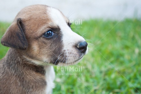 Fair Trade Photo Animals, Colour image, Cute, Dog, Grass, Horizontal, One, One dog, Outdoor, People, Peru, Puppy, South America