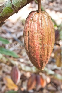 Fair Trade Photo Cocoa, Colour image, Nature, Peru, Seed, South America, Tarapoto travel, Vertical