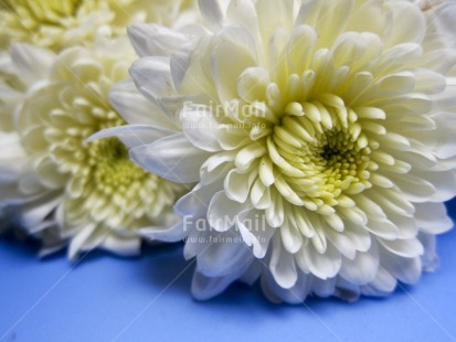 Fair Trade Photo Closeup, Colour image, Condolence-Sympathy, Flower, Horizontal, Peru, South America, White