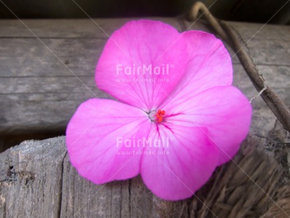 Fair Trade Photo Closeup, Day, Flower, Horizontal, Outdoor, Peru, Pink, South America, Wood