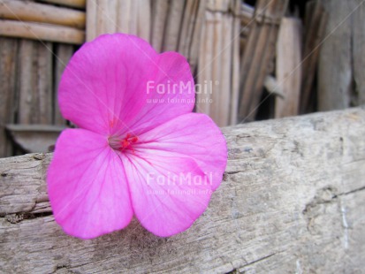 Fair Trade Photo Closeup, Day, Flower, Horizontal, Outdoor, Peru, Pink, South America, Wood