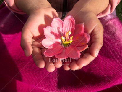 Fair Trade Photo Activity, Closeup, Flower, Friendship, Giving, Hand, Horizontal, Love, Mothers day, One girl, People, Pink, Thank you