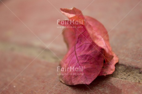 Fair Trade Photo Closeup, Colour image, Flower, Horizontal, Leaf, Peru, Pink, South America