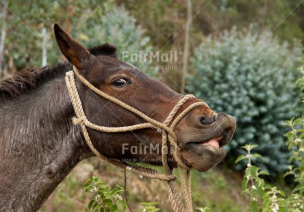 Fair Trade Photo Animals, Colour image, Day, Funny, Horizontal, Horse, Outdoor, Peru, South America